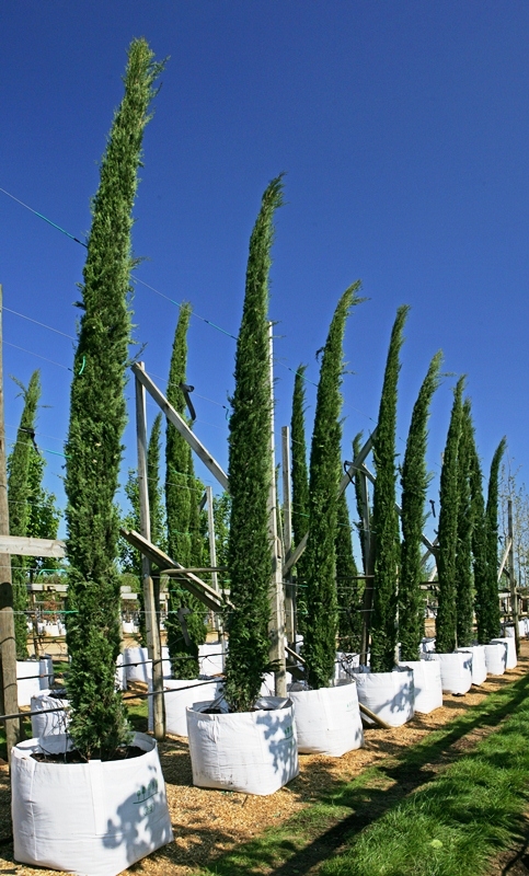 Cupressus sempervirens   Kalem selvi
